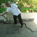 King Cobra at Bangkok Red Cross Station