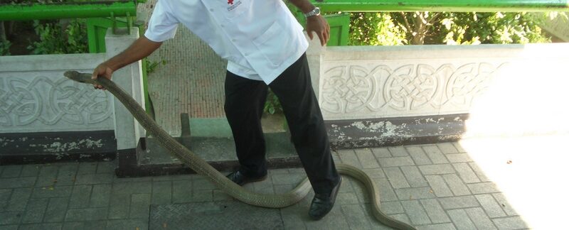 King Cobra and snake handler at Bangkok Red Cross station